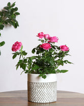 Rose plant with pink flowers